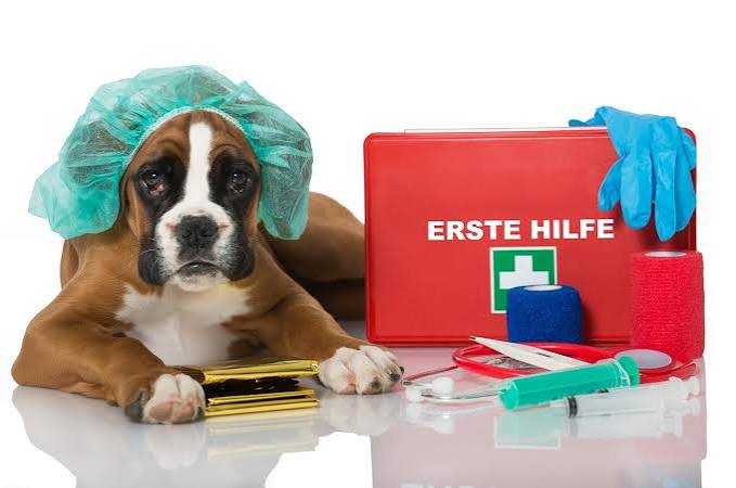Erste Hilfe Hund