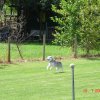 20080720_2014574229_hundeplatz043klein