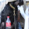 170610_Sommerfest