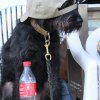 170610_Sommerfest